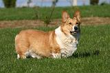 CORGI PEMBROKE 1360